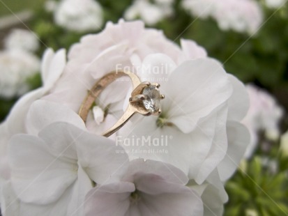 Fair Trade Photo Closeup, Colour image, Day, Flower, Horizontal, Love, Marriage, Outdoor, Peru, Ring, South America, White