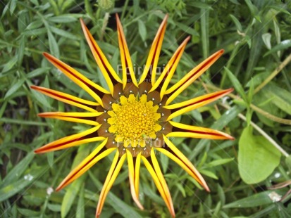 Fair Trade Photo Colour image, Flower, Green, Horizontal, Nature, Peru, South America, Star, Sun, Yellow