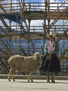Fair Trade Photo Activity, Agriculture, Animals, Clothing, Colour image, Construction, Dailylife, Day, Ethnic-folklore, Farmer, Latin, Market, One woman, Outdoor, People, Peru, Rural, Sheep, South America, Standing, Street, Streetlife, Traditional clothing, Vertical