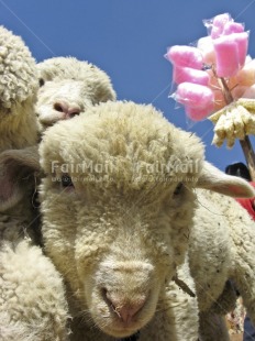 Fair Trade Photo Activity, Animals, Blue, Colour image, Flower, Friendship, Funny, Looking at camera, Market, Outdoor, Peru, Pink, Rural, Sheep, South America, Sweets, Together, Vertical, White