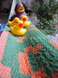 Fair Trade Photo Animals, Baby, Bird, Colour image, Cute, Duck, Family, Funny, Love, Mother, People, Peru, South America, Together, Travel, Vertical, Yellow