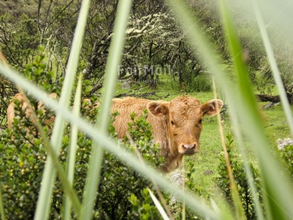 Fair Trade Photo Activity, Agriculture, Animals, Colour image, Cow, Day, Garden, Grass, Green, Horizontal, Looking at camera, Nature, Outdoor, Peru, Rural, South America