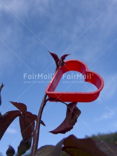 Fair Trade Photo Colour image, Heart, Love, Outdoor, Peru, Plant, Red, South America, Tabletop, Valentines day, Vertical