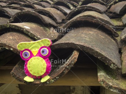 Fair Trade Photo Animals, Bird, Colour image, Horizontal, Outdoor, Owl, Peru, Roof, South America, Tabletop, Tile
