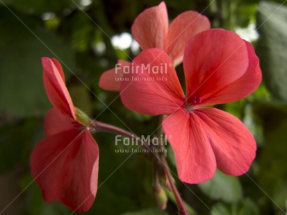 Fair Trade Photo Colour image, Flower, Focus on foreground, Green, Horizontal, Nature, Outdoor, Peru, Pink, South America