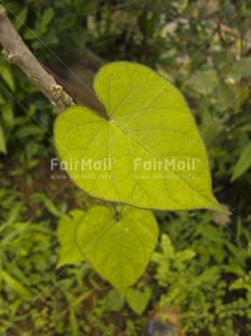 Fair Trade Photo Colour image, Focus on foreground, Green, Heart, Love, Mothers day, Nature, Outdoor, Perspective, Peru, South America, Valentines day, Vertical