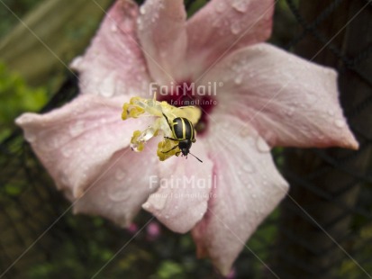 Fair Trade Photo Animals, Closeup, Colour image, Flower, Focus on foreground, Horizontal, Insect, Nature, Outdoor, Peru, Pink, South America