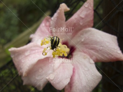 Fair Trade Photo Animals, Closeup, Colour image, Flower, Focus on foreground, Horizontal, Insect, Nature, Outdoor, Peru, Pink, South America