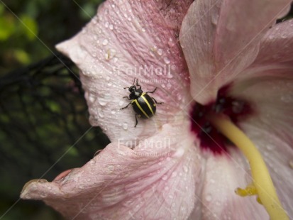 Fair Trade Photo Animals, Closeup, Colour image, Flower, Focus on foreground, Horizontal, Insect, Nature, Outdoor, Peru, Pink, South America