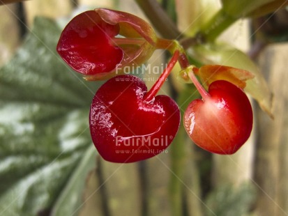 Fair Trade Photo Colour image, Focus on foreground, Green, Heart, Horizontal, Love, Nature, Outdoor, Peru, Red, South America