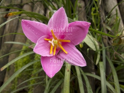 Fair Trade Photo Animals, Colour image, Flower, Focus on foreground, Green, Horizontal, Insect, Nature, Outdoor, Peru, Pink, South America