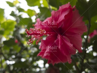 Fair Trade Photo Colour image, Flower, Focus on foreground, Green, Horizontal, Love, Nature, Outdoor, Peru, Pink, Plant, South America, Waterdrop