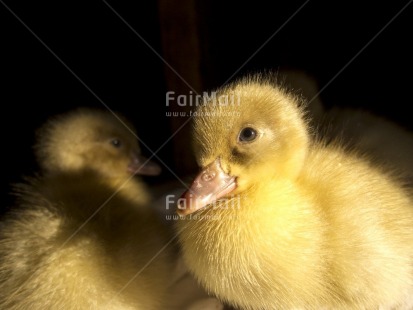 Fair Trade Photo Animals, Birth, Closeup, Colour image, Cute, Duck, Horizontal, Light, Nature, New baby, Peru, South America, Yellow