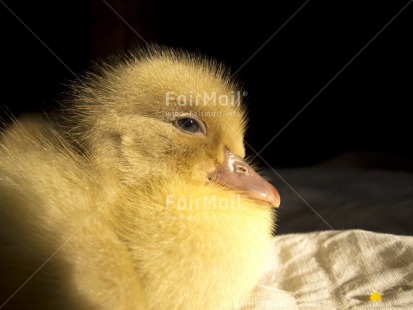 Fair Trade Photo Animals, Birth, Closeup, Colour image, Cute, Duck, Horizontal, Light, Nature, New baby, Peru, South America, Yellow