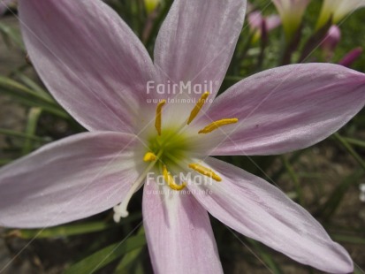 Fair Trade Photo Closeup, Colour image, Condolence-Sympathy, Flower, Focus on foreground, Green, Horizontal, Marriage, Nature, Outdoor, Peru, Pink, South America