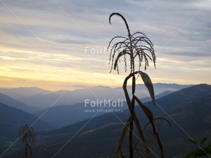 Fair Trade Photo Colour image, Evening, Horizontal, Mountain, Nature, Outdoor, Peru, Plant, Scenic, South America, Travel