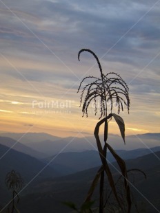 Fair Trade Photo Colour image, Evening, Mountain, Nature, Outdoor, Peru, Plant, Scenic, South America, Travel, Vertical