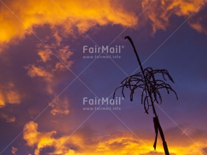 Fair Trade Photo Clouds, Colour image, Evening, Horizontal, Nature, Outdoor, Peru, Plant, Scenic, Sky, South America, Sunset