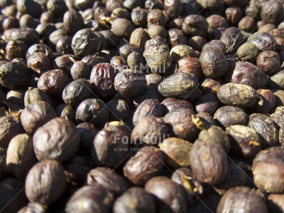 Fair Trade Photo Activity, Agriculture, Closeup, Coffee, Colour image, Day, Drying, Food and alimentation, Fullframe, Horizontal, Outdoor, Peru, South America