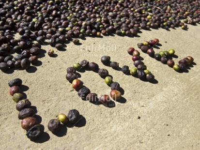 Fair Trade Photo Agriculture, Coffee, Colour image, Day, Food and alimentation, Fruits, Horizontal, Letter, Love, Outdoor, Peru, South America