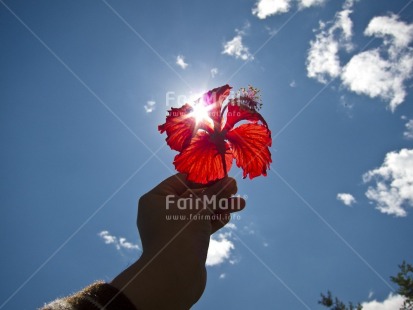 Fair Trade Photo Backlit, Clouds, Colour image, Flower, Hand, Horizontal, Light, Peru, Red, Seasons, Sky, South America, Summer, Sun