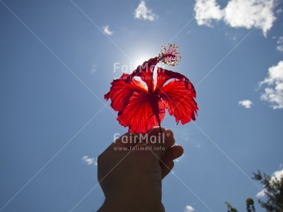 Fair Trade Photo Backlit, Clouds, Colour image, Flower, Hand, Horizontal, Peru, Red, Seasons, Sky, South America, Summer, Sun