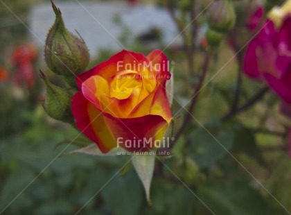 Fair Trade Photo Colour image, Day, Flower, Horizontal, Nature, Outdoor, Peru, Rose, South America