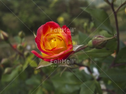 Fair Trade Photo Colour image, Day, Flower, Horizontal, Nature, Outdoor, Peru, Rose, South America