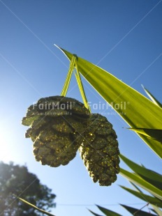 Fair Trade Photo Christmas, Colour image, Day, Outdoor, Peru, Sky, South America, Vertical