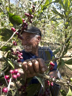 Fair Trade Photo Activity, Agriculture, Casual clothing, Clothing, Coffee, Colour image, Day, Farmer, Food and alimentation, Green, Looking away, One man, Outdoor, People, Peru, Portrait headshot, Rural, Smiling, South America, Tree, Vertical