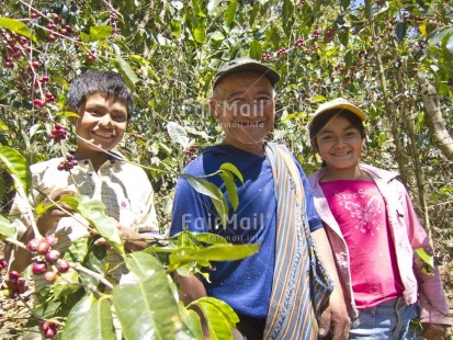 Fair Trade Photo Activity, Agriculture, Casual clothing, Clothing, Coffee, Colour image, Cooperation, Day, Food and alimentation, Green, Group of People, Horizontal, Looking at camera, Outdoor, People, Peru, Portrait halfbody, Rural, Smiling, South America, Tree, Working