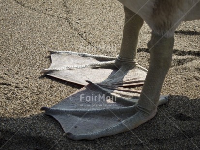 Fair Trade Photo Activity, Animals, Beach, Bird, Closeup, Colour image, Day, Foot, Horizontal, Outdoor, Pelican, Peru, Sand, South America, Standing