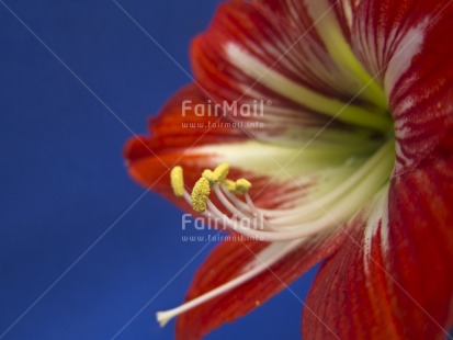 Fair Trade Photo Blue, Closeup, Colour image, Day, Flower, Horizontal, Indoor, Peru, Red, South America