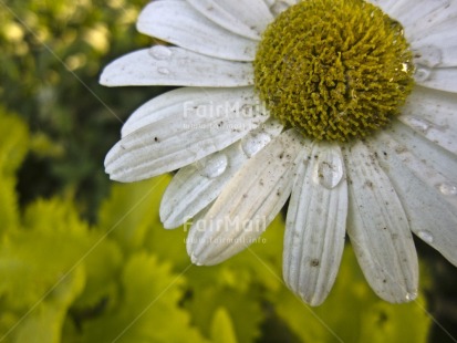 Fair Trade Photo Closeup, Colour image, Day, Flower, Focus on foreground, Horizontal, Outdoor, Peru, South America, Waterdrop, White, Yellow