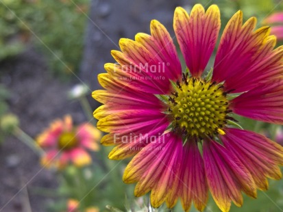 Fair Trade Photo Colour image, Day, Flower, Focus on foreground, Horizontal, Nature, Outdoor, Peru, Red, South America