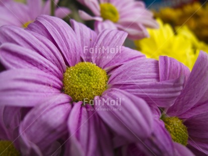 Fair Trade Photo Colour image, Day, Flower, Horizontal, Outdoor, Peru, Purple, South America, Yellow