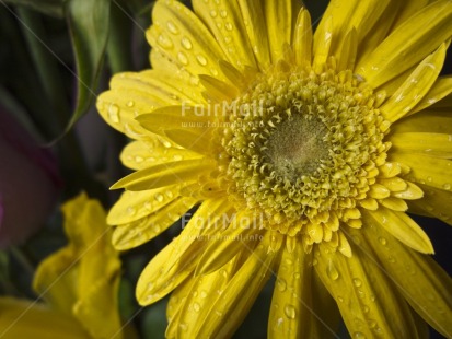 Fair Trade Photo Colour image, Day, Flower, Horizontal, Outdoor, Peru, South America, Waterdrop, Yellow