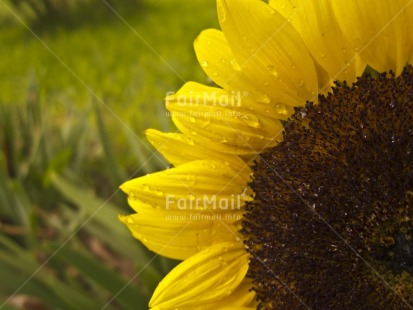 Fair Trade Photo Closeup, Colour image, Day, Flower, Focus on foreground, Horizontal, Nature, Outdoor, Peru, South America, Sunflower, Waterdrop