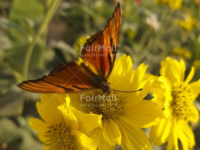 Fair Trade Photo Butterfly, Colour image, Day, Flower, Focus on foreground, Food and alimentation, Fruits, Horizontal, Nature, Orange, Outdoor, Peru, South America, Yellow