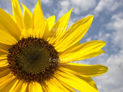 Fair Trade Photo Closeup, Clouds, Colour image, Day, Flower, Horizontal, Outdoor, Peru, Seasons, Sky, South America, Spring, Summer, Sunflower, Yellow