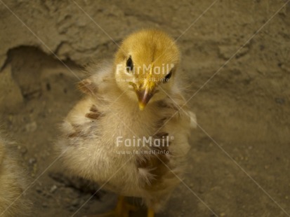 Fair Trade Photo Activity, Animals, Baby, Colour image, Day, Duck, Easter, Horizontal, Looking at camera, Outdoor, People, Peru, South America
