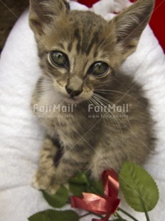 Fair Trade Photo Activity, Animals, Cat, Colour image, Looking at camera, Love, Peru, South America, Vertical