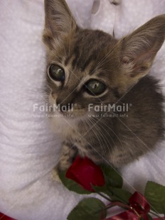 Fair Trade Photo Activity, Animals, Cat, Colour image, Looking at camera, Love, Peru, South America, Vertical