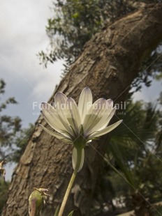 Fair Trade Photo Colour image, Day, Flower, Nature, Outdoor, Peru, Sky, South America, Tree, Vertical, White