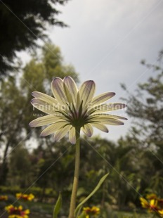 Fair Trade Photo Colour image, Condolence-Sympathy, Day, Flower, Outdoor, Peru, Sky, South America, Tree, Vertical, White