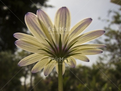 Fair Trade Photo Colour image, Condolence-Sympathy, Day, Flower, Horizontal, Outdoor, Peru, Sky, South America, Tree, White