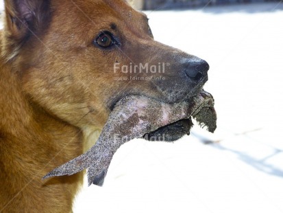 Fair Trade Photo Activity, Animals, Brown, Colour image, Day, Dog, Eating, Fish, Food and alimentation, Funny, Horizontal, Outdoor, Peru, South America