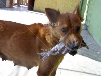 Fair Trade Photo Activity, Animals, Brown, Colour image, Day, Dog, Eating, Fish, Food and alimentation, Funny, Horizontal, Outdoor, Peru, South America