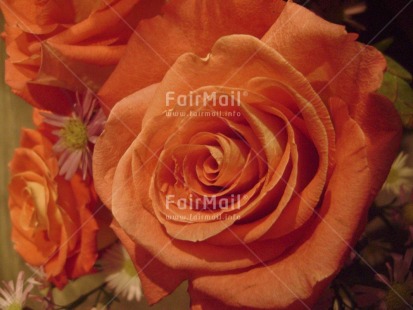 Fair Trade Photo Birthday, Closeup, Colour image, Flower, Food and alimentation, Fruits, Get well soon, Horizontal, Love, Nature, Orange, Peru, South America, Thank you, Thinking of you