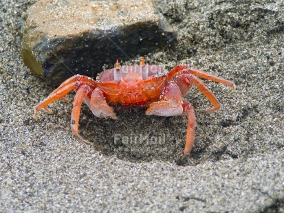 Fair Trade Photo Activity, Animals, Beach, Closeup, Colour image, Crab, Day, Horizontal, Looking at camera, Outdoor, Peru, Sand, Seasons, South America, Summer